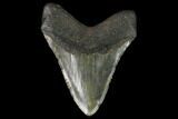Fossil Megalodon Tooth - North Carolina #124434-2